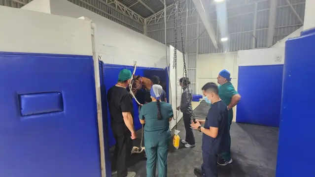 Un caballo dentro del box acolchado azul del área de cirugía equina, con el equipo médico alrededor