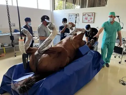 Un caballo anestesiado boca arriba sobre la colchoneta azul del quirófano, con las patas vendadas, mientras el equipo lo acomoda