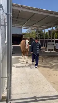 Un cuidador pasea a un caballo alazán de cara blanca por el pasillo techado del área de equinos