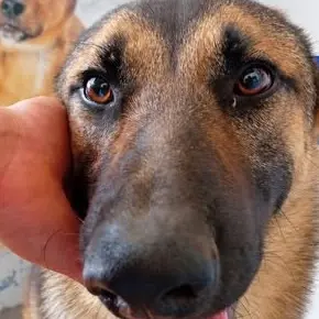Un pastor alemán en consulta, mirando a la cámara mientras una mano le sostiene la cabeza