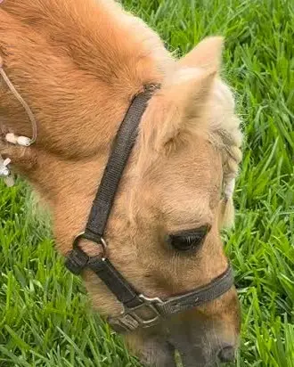 Un mini pony palomino con su cabezal puesto, pastando en el jardín del hospital