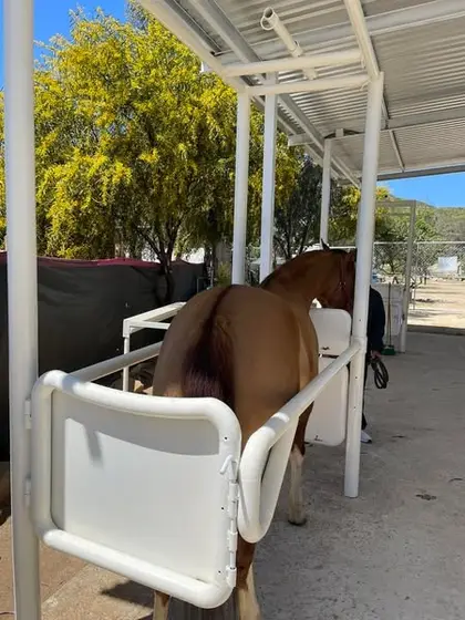 Un caballo alazán dentro del potro de exploración blanco, bajo el techo del área de equinos