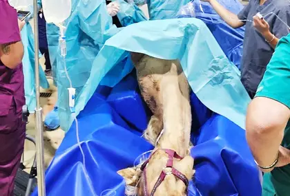 Un caballo anestesiado sobre la colchoneta azul del quirófano, con su cabezal puesto y el suero conectado, rodeado del equipo quirúrgico