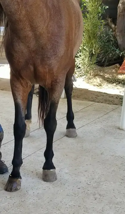 Las patas de un caballo castaño de pie sobre el piso de concreto del área de equinos