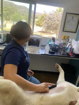Una médica le hace un ultrasonido abdominal a un perro blanco recostado, frente a la ventana del consultorio